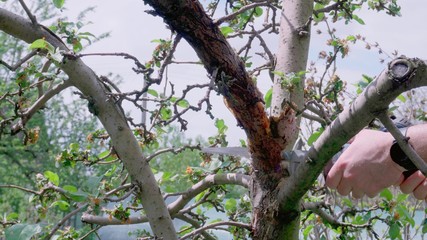Fototapeta premium Cut a dry branch on a tree in the garden. Care for the growth of apple trees.