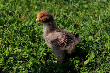 chicken in the grass
