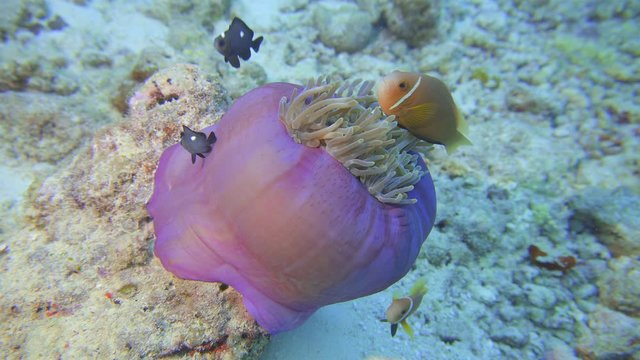 Sea anemone with clownfish
