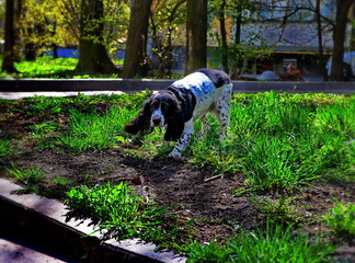 Dog runs on the grass at the house