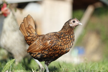 free range chicken