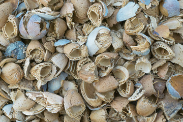 Almond shell close. A lot of husk lies on the ground. External and inner layer of nut. Solid background. Place for text, copy space.