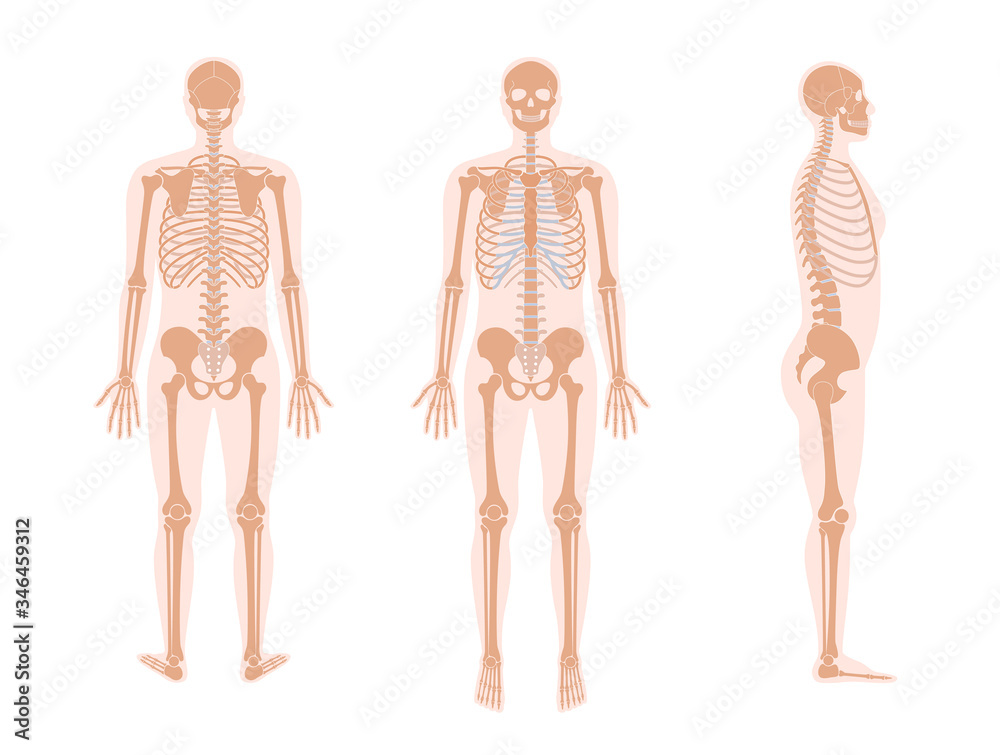 Poster Human man skeleton anatomy