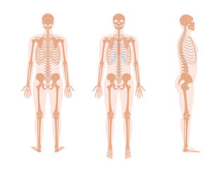 Human man skeleton anatomy