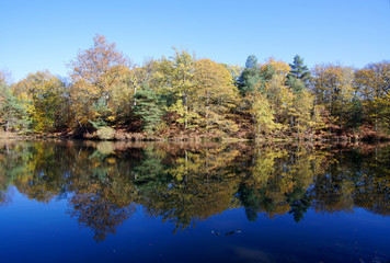 Fototapeta na wymiar Etang rompu pond in the Rambouillet forest