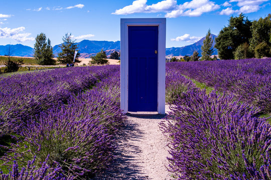 Lavender field, New Zealand