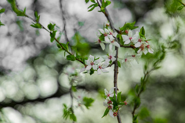 soft focus garden nature photography of white flower blooming tree branches