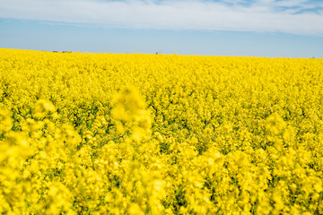 Obraz premium Blühendes Rapsfeld im Frühling in Schleswig-Holstein