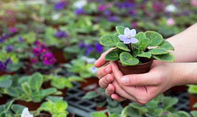 Hands hold one among the flowers. Hands holding a flower in a greenhouse.