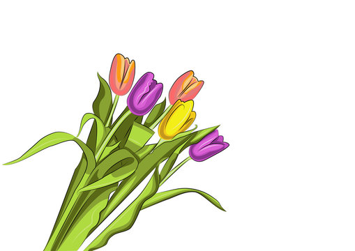 Bouquet of tulips Isolated on a white background with a place for your inscription. Hello Spring. Celebration. March 8. Image for your design, cards, decor, print. Vector illustration. Copy space.