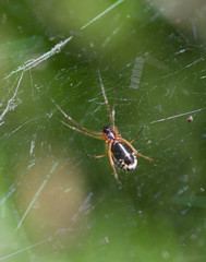 Araignée