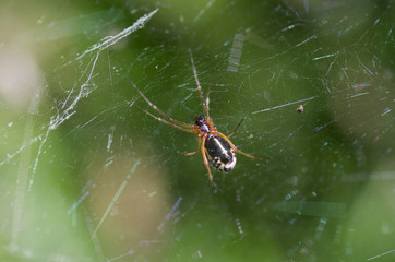 Araignée