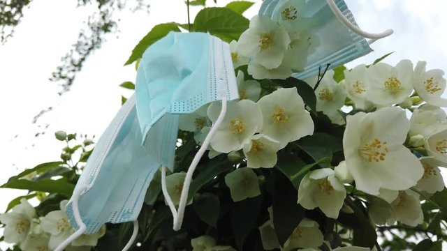 Disposable Face Masks Hanging On A Flowering Plant - Coronavirus Outbreak - Low-Angle Shot