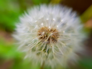 Closeup dandelion in Spring Nature scene. Park with dandelions, Green Grass, Trees and flowers. Tranquil Background, sunlight. Beauty in nature.