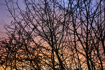 Silhouettes of trees and branches at sunset