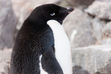 Antarctic. Cape Brownbluff Adelie penguin large plan on a cloudy winter day