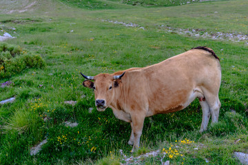 A lonely brown cow looking at me.