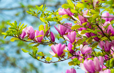 Magnolia pink flowering tree flowers.Flowering Magnolia Tulip Tree