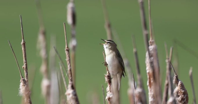 small song bird Sedge warbler (Acrocephalus schoenobaenus) sitting on the reeds. Little songbird in the natural habitat. Spring time. Czech Republic, Europe wildlife
