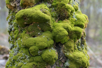 Green moss and lichen on bark tree. Macro close view