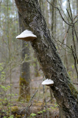 Mushrooms on tree bark, also called a bract or shelf