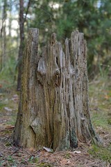 Old rotten stump in spruce forest