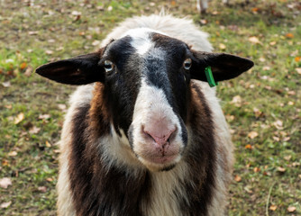 Close up of a black sheeps head
