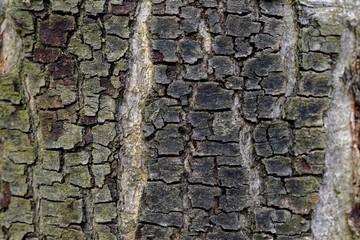 Texture of the bark of a tree with green moss