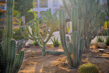 Egyptian cacti in the sunset