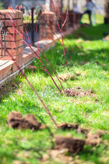 A row of dug holes for seedlings along the fence. Planting trees and bushes. Improvement of the park