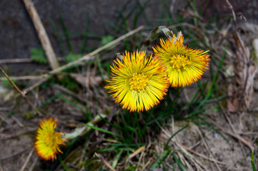 Spring flowers coltsfoot photo in the sunshine