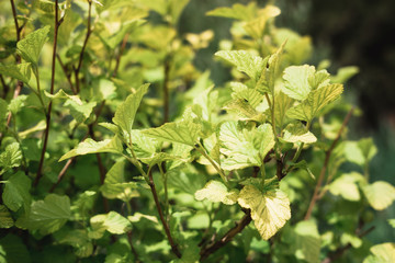 Bush with yellow and green leaves. Decorative shrub in the garden. Many leaves on a branch.