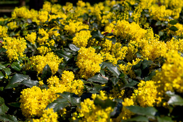 Yellow flowers. Summer. Nature. Plants. Background. Idea for a postcard.