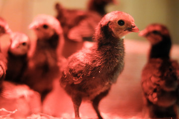 hen and chickens