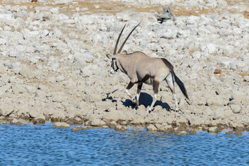 Wild oryx antelope in the African savannah