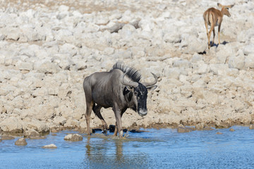 Wild gnu antelope in in African national park