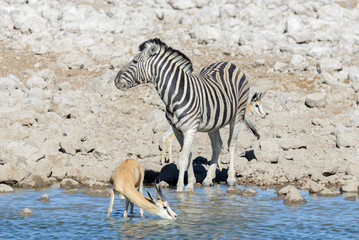 Fototapeta na wymiar Wild african animals -gnu, kudu, orix, springbok, zebras drinking water in waterhole