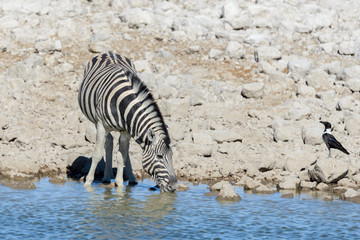Obraz na płótnie Canvas Wild african animals -gnu, kudu, orix, springbok, zebras drinking water in waterhole