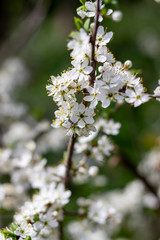 White flowers. Summer. Nature. Plants. Background. Idea for a postcard.