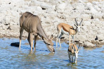 Obraz na płótnie Canvas Wild kudu antelopes in the African savanna