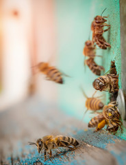 Bees at the entrance to a wooden hive. Macro.