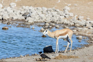 Wild springbok antelopes in the African savanna