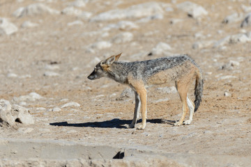 Wild jackal on waterhole in the African savanna