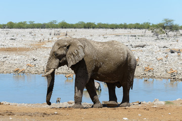 Wild african elephant on the waterhole in the savanna