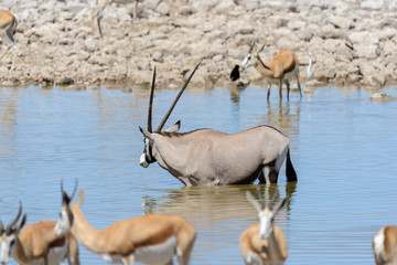 Wild oryx antelope in the African savannah