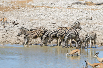 Obraz na płótnie Canvas Wild african animals -gnu, kudu, orix, springbok, zebras drinking water in waterhole