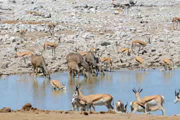 Wild kudu antelopes in the African savanna