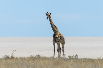 Giraffe walking in the African savanna