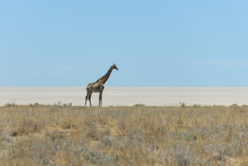Giraffe walking in the African savanna