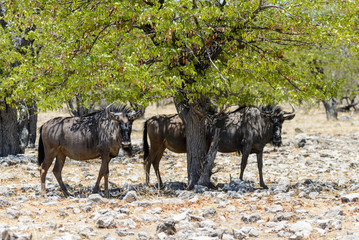 Wild gnu antelope in in African national park